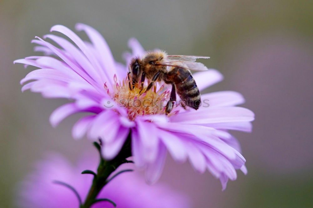 Similar – Garden crocus, bumblebee, crocus, crocus, vernus,