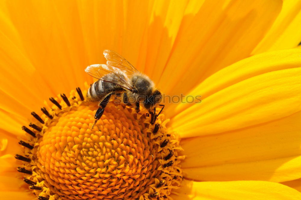 Similar – Image, Stock Photo Macro honey bee collects yellow pollen on sunflower in nature