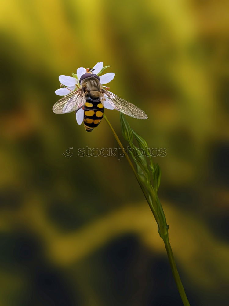 Similar – Image, Stock Photo Large Bee-Fly (Bombylius Major) Gathers Flower Pollen