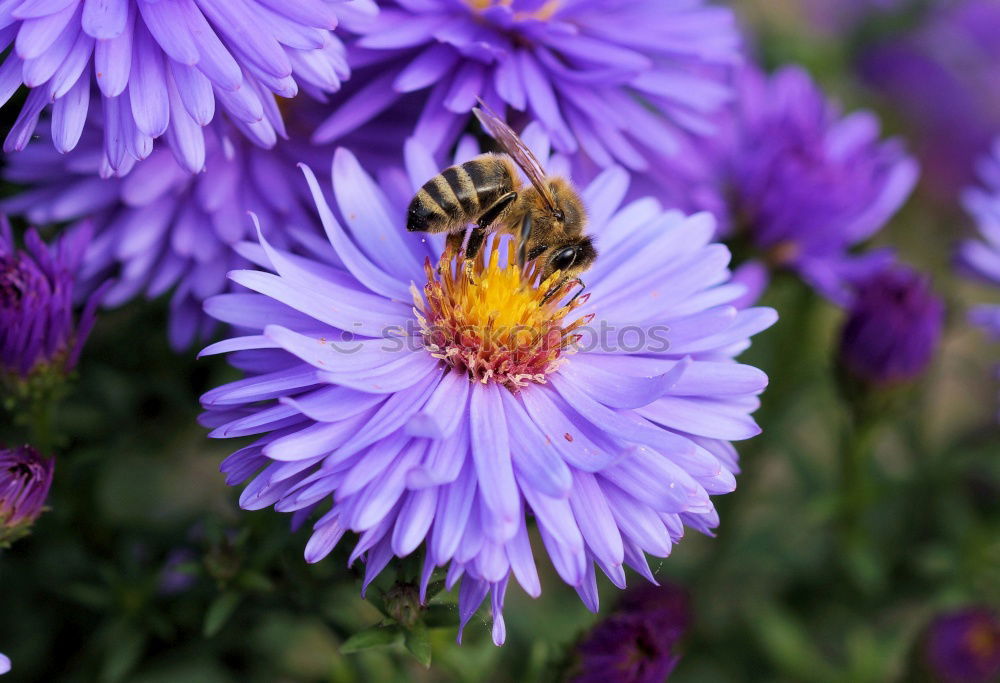 Similar – round Bee Sprinkle Insect