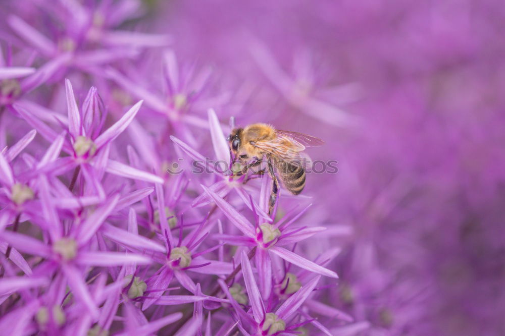 Similar – Image, Stock Photo flowering lavender is irresistible to bees