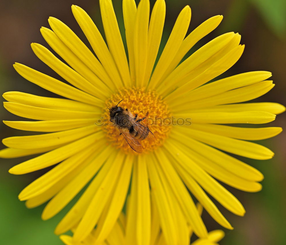 Similar – Flower & Bee Animal Insect