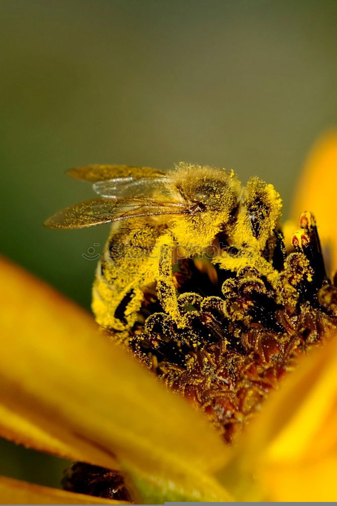 Similar – schaut ins Land : Windenschwärmer_05 (Agrius convolvuli)