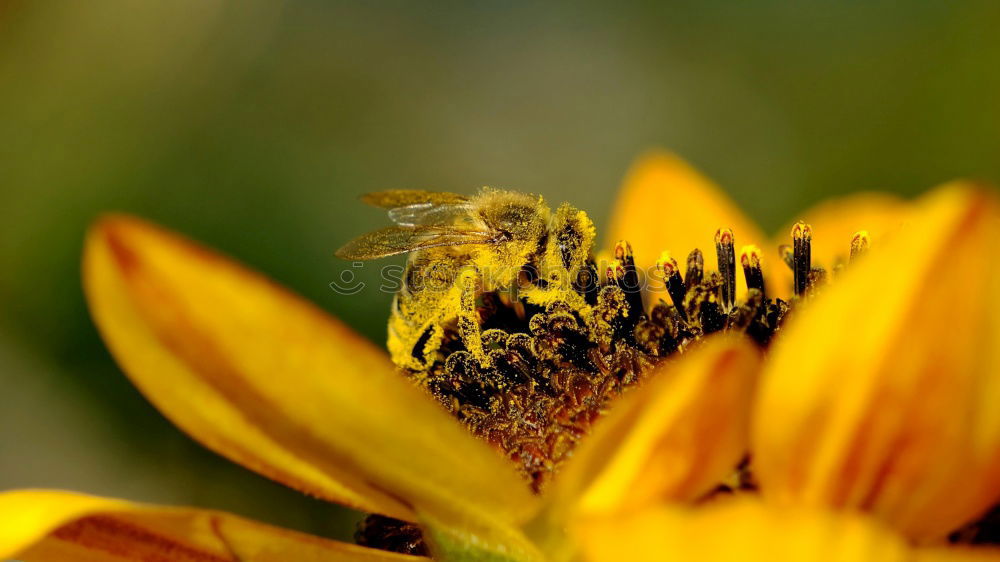 Similar – bee Bee Nectar Flower