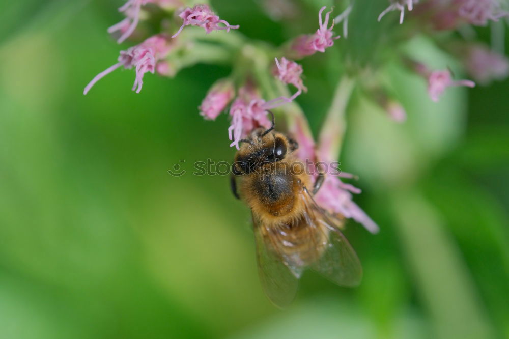 Similar – Image, Stock Photo alien Nature Plant Animal