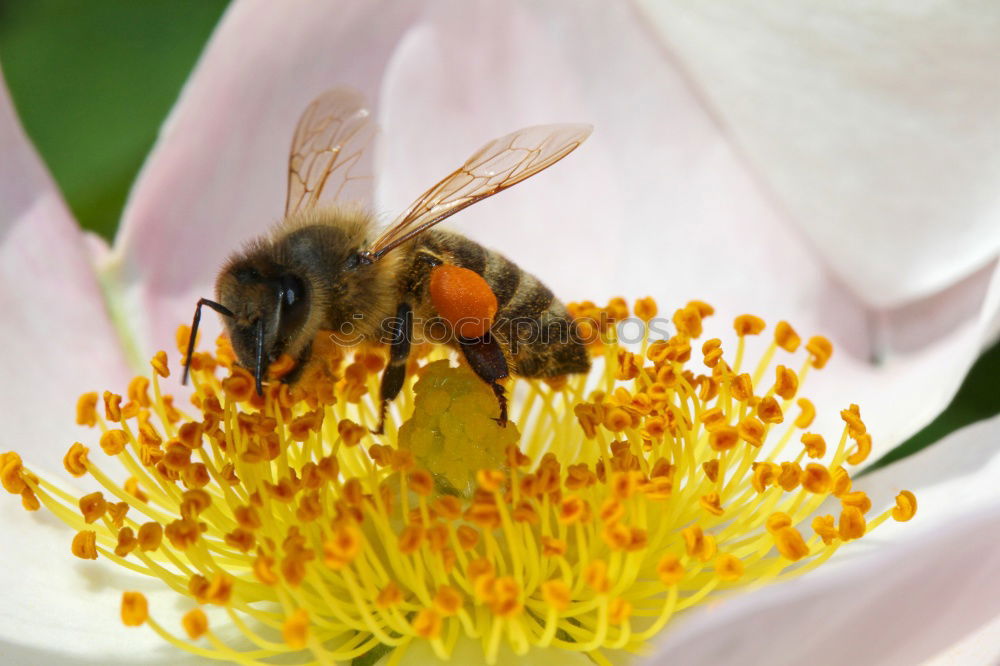Similar – Foto Bild Hummel 2 Sommer Biene