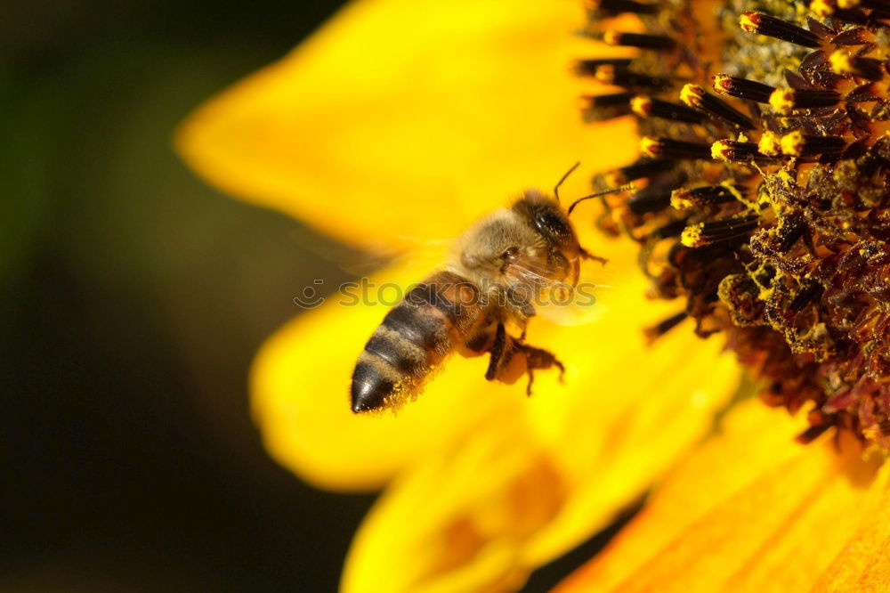 Similar – Image, Stock Photo Honey bee covered with yellow pollen collecting sunflower nectar