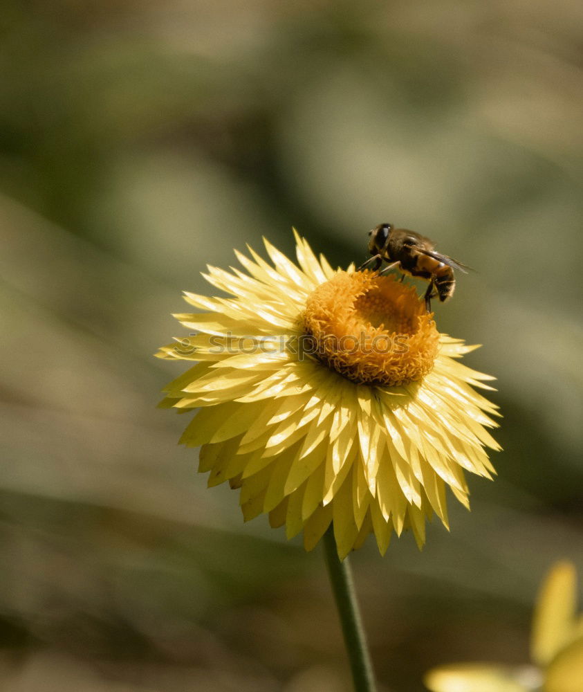 Similar – Dandelion with insects