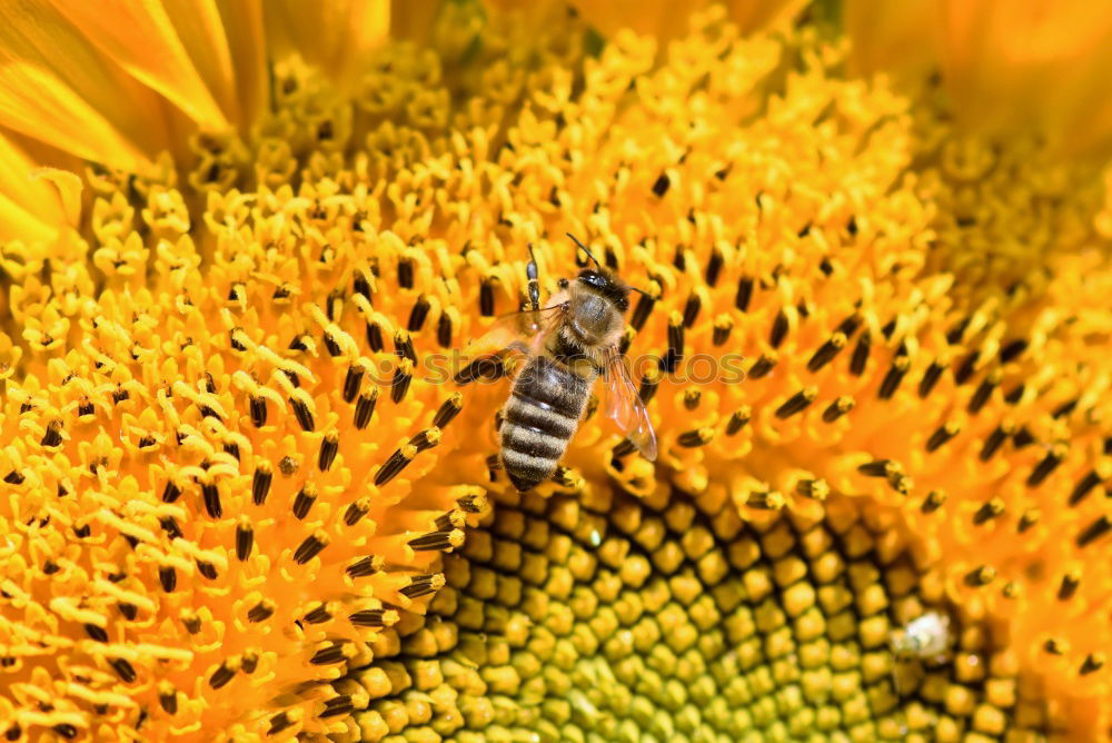 Similar – Image, Stock Photo Honey bee covered with yellow pollen collecting sunflower nectar