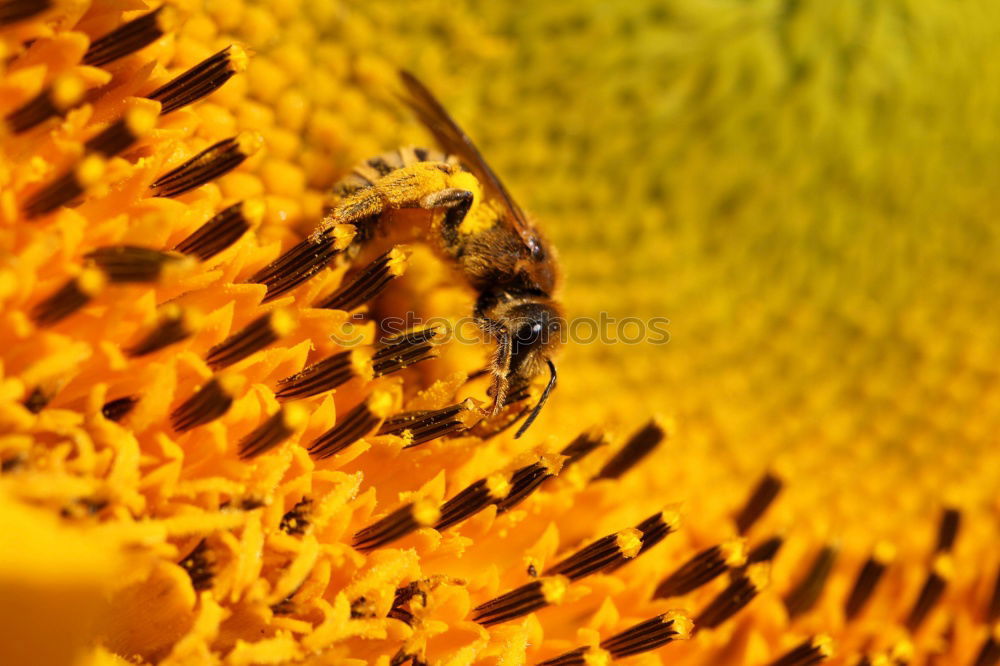 Similar – Image, Stock Photo Macro honey bee collects yellow pollen on sunflower in nature