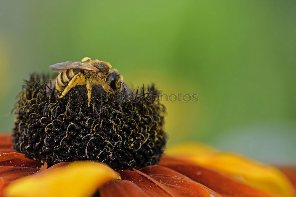 Similar – schaut ins Land : Windenschwärmer_05 (Agrius convolvuli)