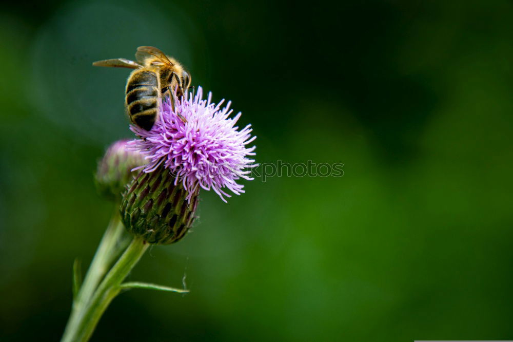 Similar – Bumblebee Collects Nectar On Top Of Purple Flower