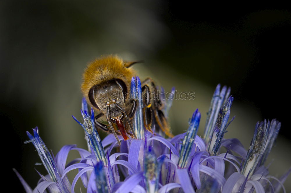 Similar – Bumblebee in blue