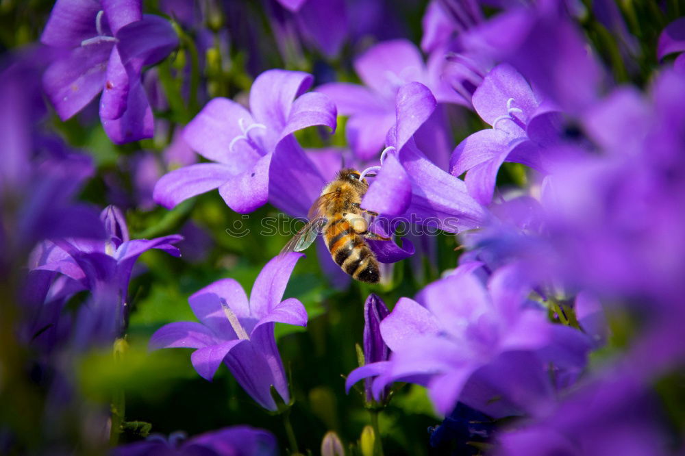 round Bee Sprinkle Insect