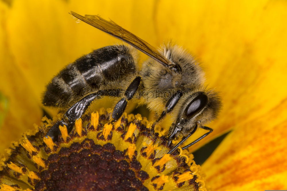 Similar – Foto Bild Hummel 2 Sommer Biene