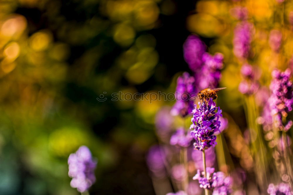 Similar – little flowers Nature