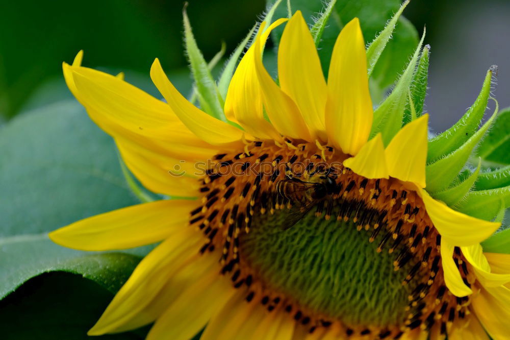 Similar – Image, Stock Photo very sunny Sunflower