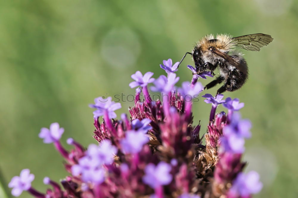 Similar – Image, Stock Photo wild bee Environment