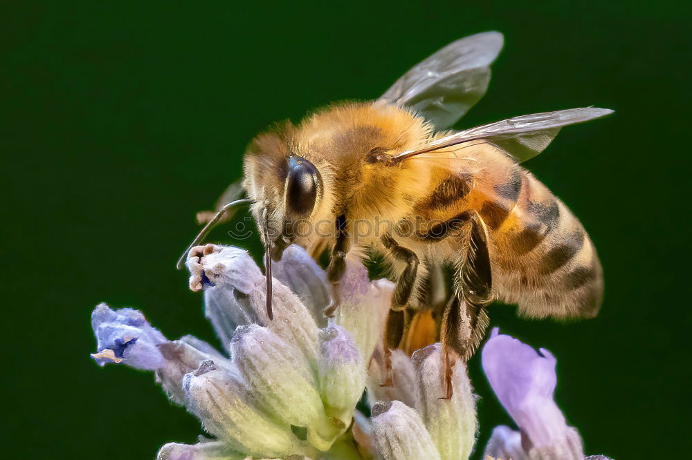 Similar – Bumblebee in blue