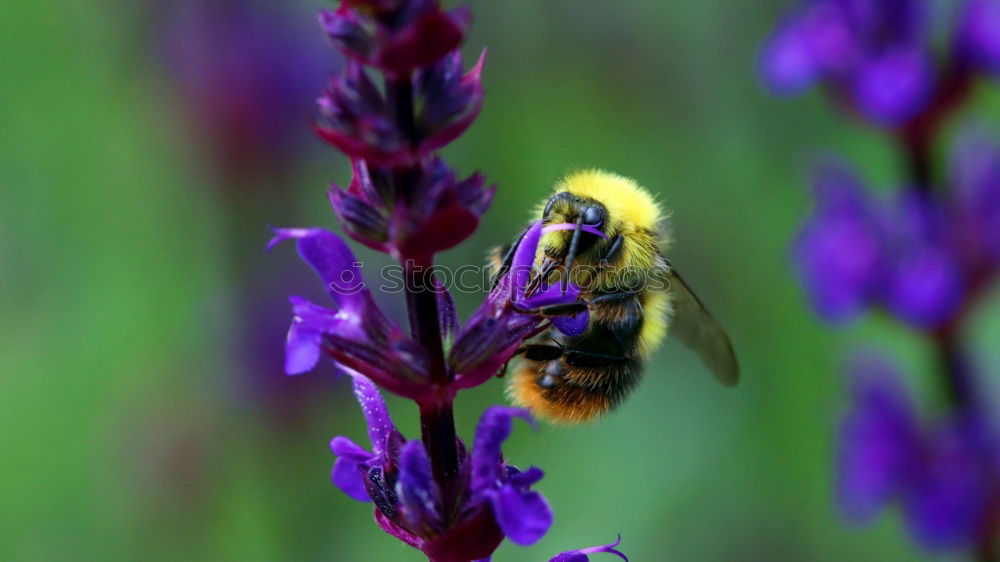 Similar – Garden crocus, bumblebee, crocus, crocus, vernus,