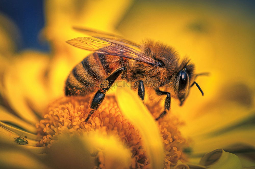 Similar – Erdbiene ( Andrena florea ) 02