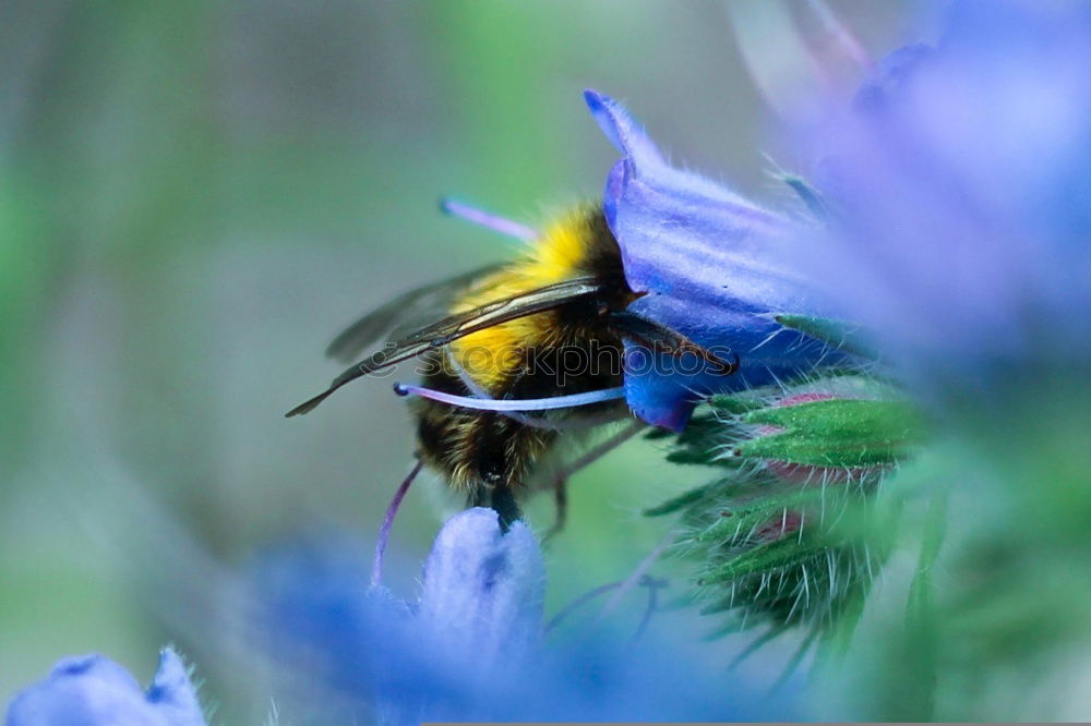 Similar – Garden crocus, bumblebee, crocus, crocus, vernus,