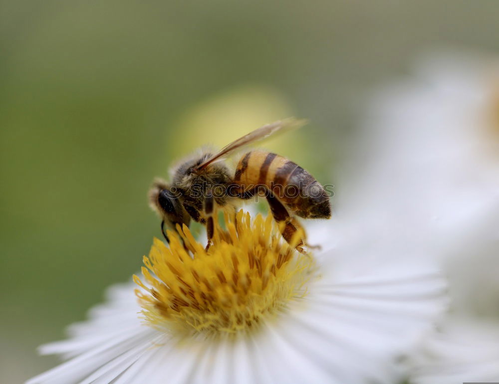 Similar – Image, Stock Photo Honing. Flower Bee Stamen