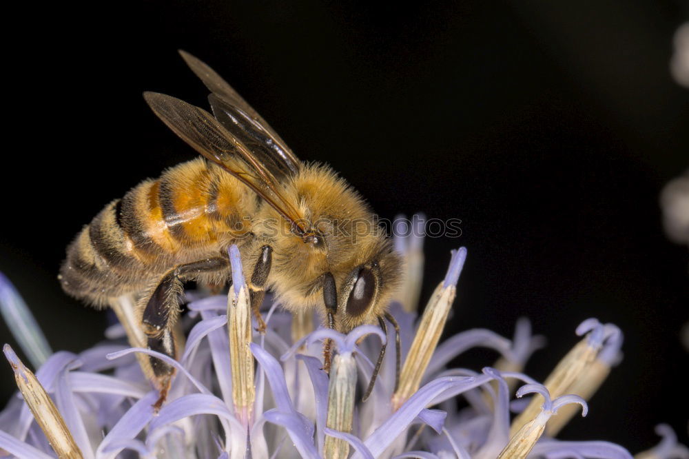 Similar – Bumblebee in blue