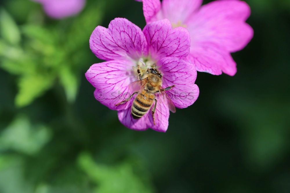 Similar – Bee on blossom Beautiful