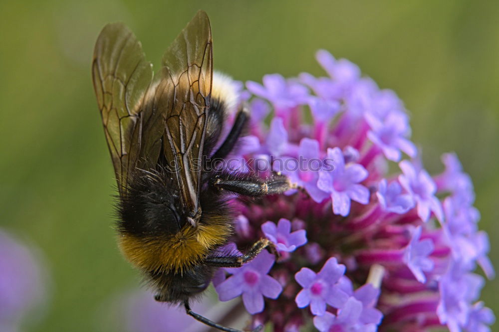 Similar – Bumblebee in blue