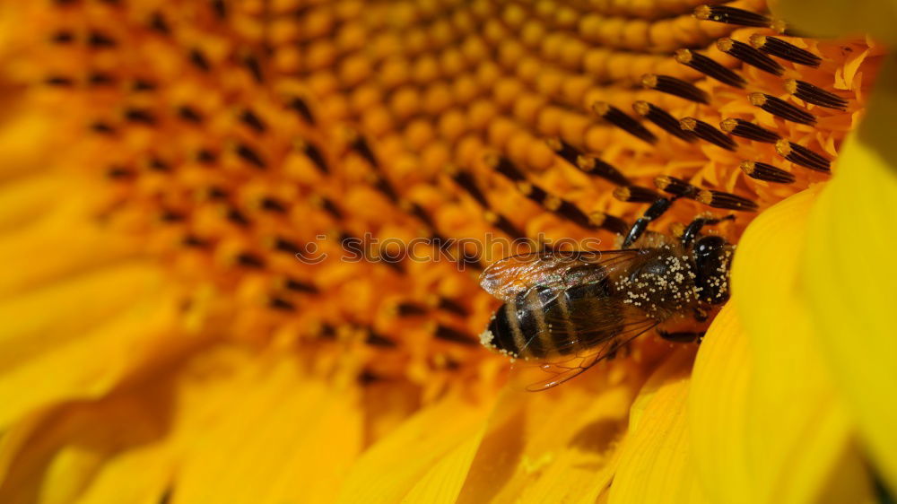 Similar – Image, Stock Photo Honey bee covered with yellow pollen collecting sunflower nectar