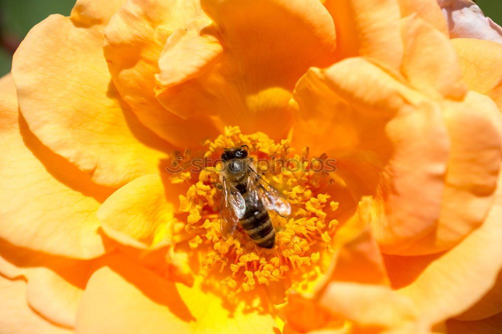 Similar – Image, Stock Photo Busy bee IV Trip Summer