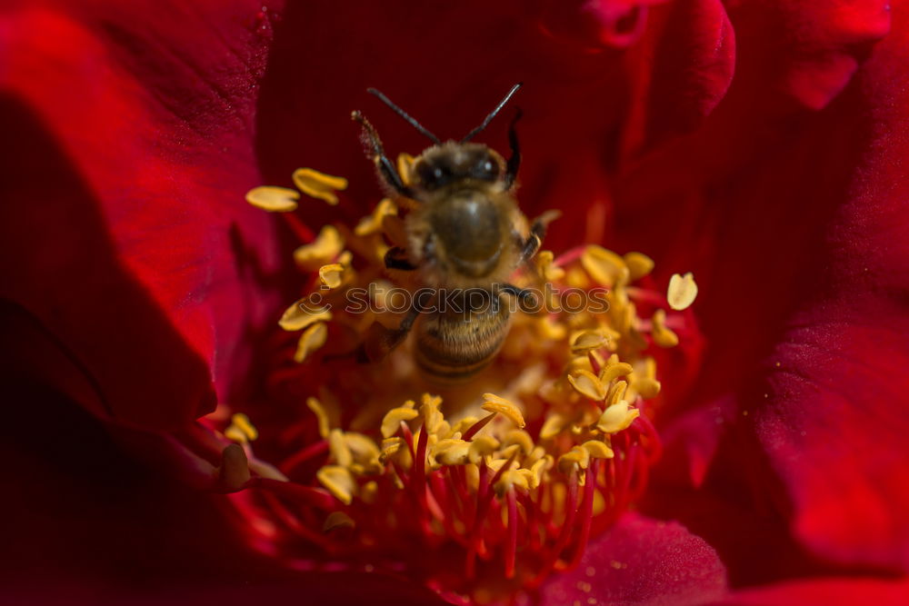 Similar – Image, Stock Photo Busy bee IV Trip Summer