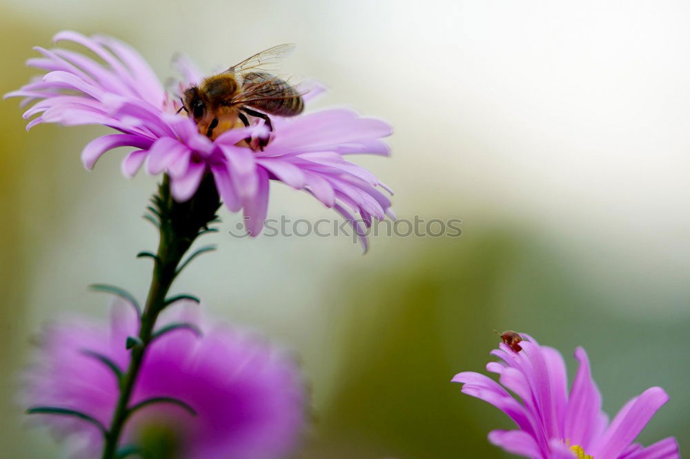 Similar – Take off Nature Flying Bee