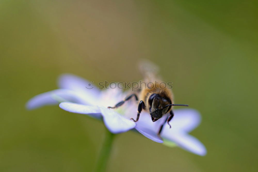 Similar – fluffy | with sting. Bumblebee and lavender