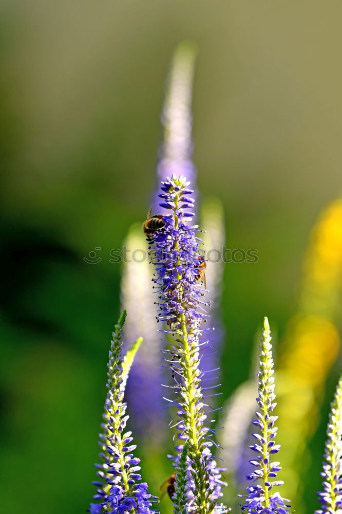 Similar – happy beetle Nature Plant