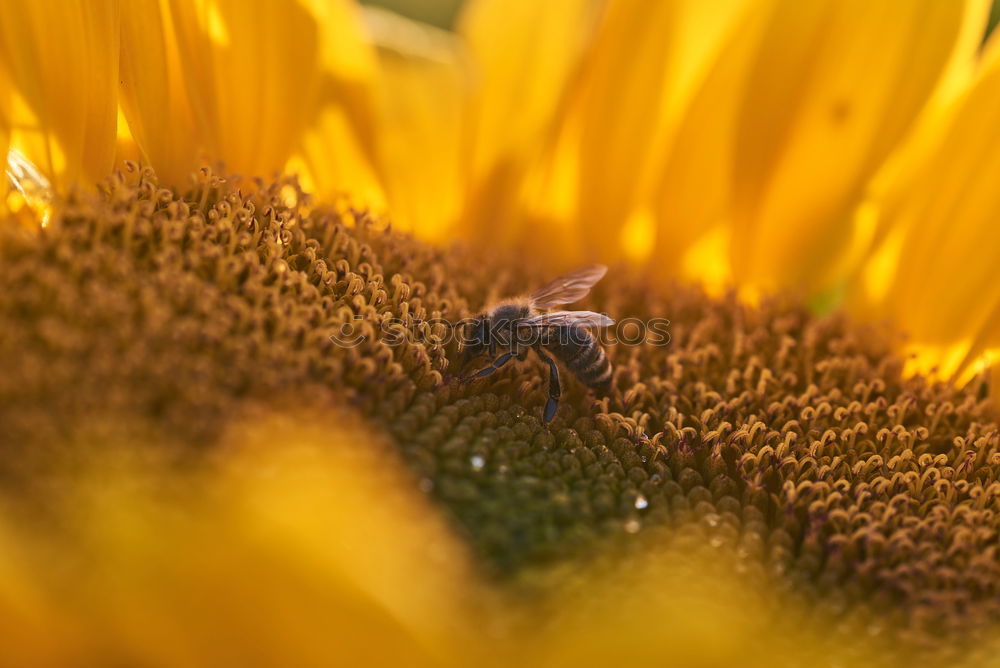 Similar – Image, Stock Photo Macro honey bee collects yellow pollen on sunflower in nature