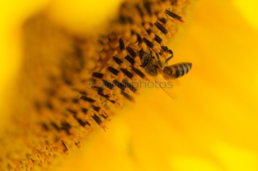 Image, Stock Photo Macro honey bee collects yellow pollen on sunflower in nature