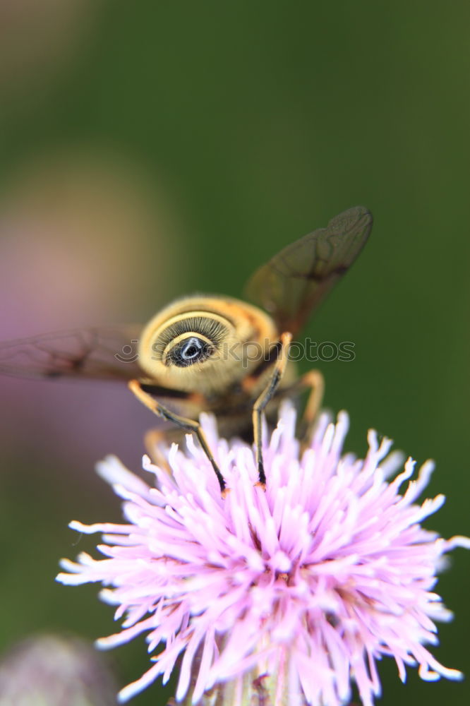 Similar – Image, Stock Photo Dove tail and sage flower