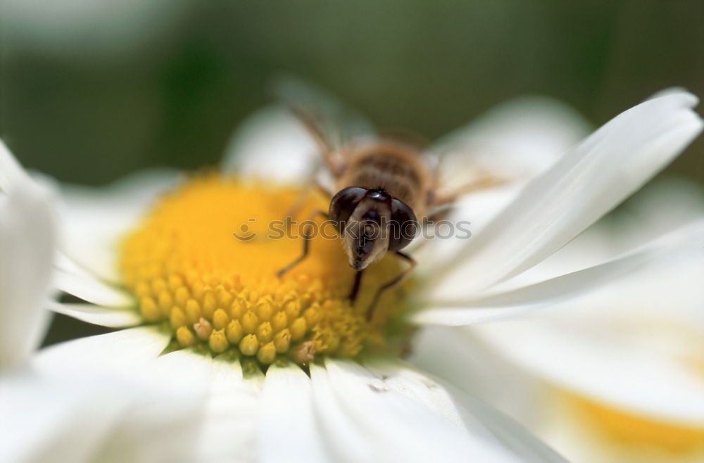 Similar – brummer sucht süßes Sommer