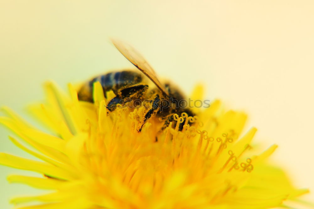 Similar – Erdbiene ( Andrena florea ) 01