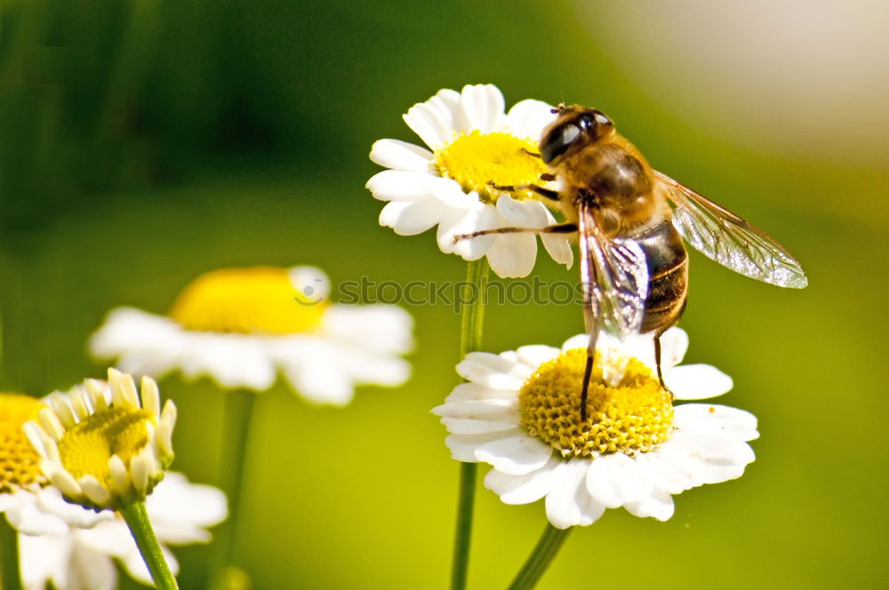 Similar – Foto Bild Bienen und Blumen weiß