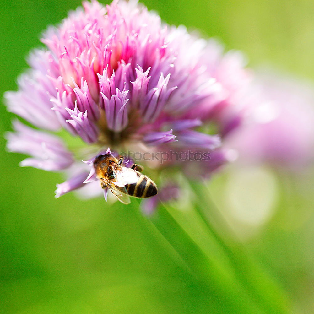 Bumblebee Collects Nectar On Top Of Purple Flower