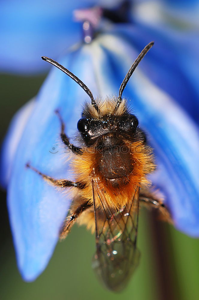 Similar – fluffy butterfly Plant