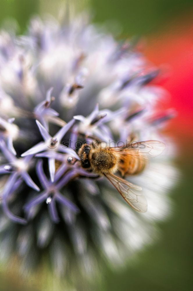 Hummel auf Diestel Blüte