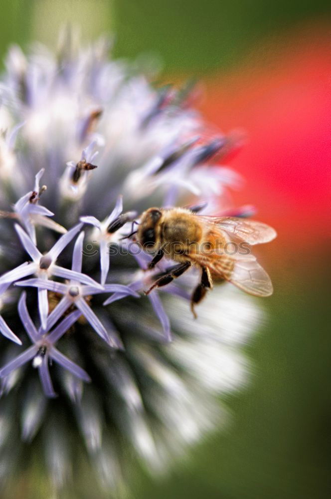 Similar – Die Geschichte mit den Hummeln und den Blumen …