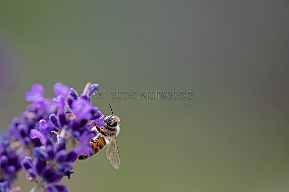 Similar – fluffy | with sting. Bumblebee and lavender