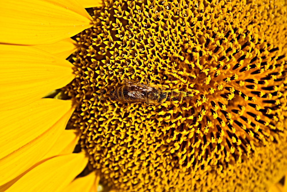 closer to sun Sonnenblume