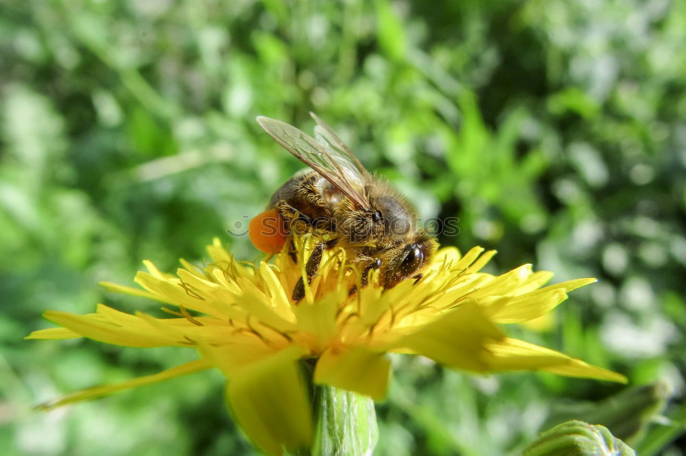 Similar – Myiatropa florea Bee