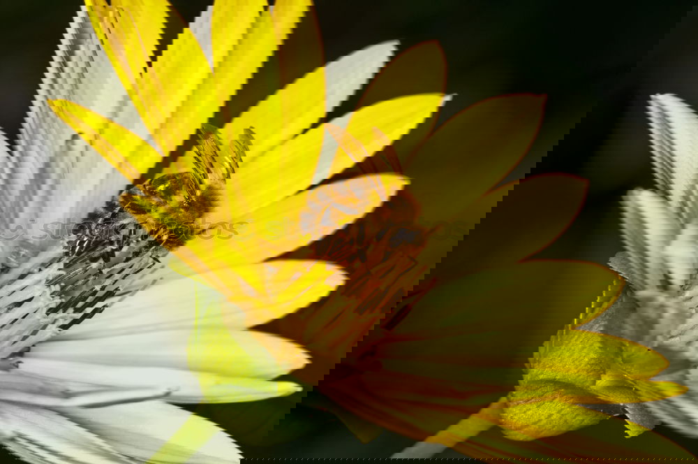 Similar – Image, Stock Photo very sunny Sunflower
